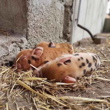 Апартаменты Hannekenbuurs Kleine Kune Kune Farm Веце Экстерьер фото